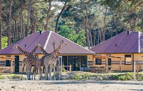 safari resort beekse bergen vakantieparken nederland