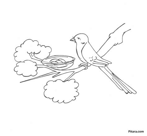 bird   nest coloring page pitara kids network