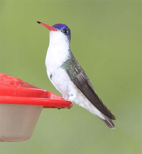 violet crowned hummingbird identification coloration size breeding