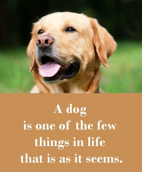 dog sayings   touch  heart