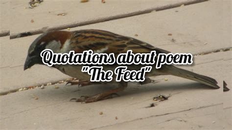 quotations  poem  feed youtube