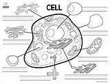 Cell Worksheet Animal Label Worksheets Parts Superstar Key Labeling Science sketch template
