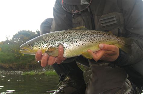 trout fishing kirkwood real farm holidays