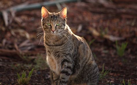 feral cats in australia sentenced to death by sausage live science