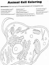 Cell Coloring Directions Biologycorner sketch template