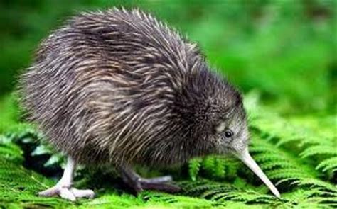 interesting kiwi bird facts  interesting facts