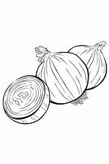 Onion Coloring Pages Color sketch template