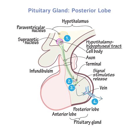 physiology glossary pituitary gland posterior lobe draw