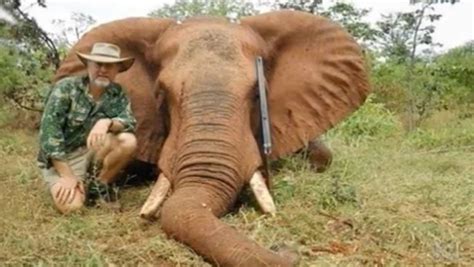 donald trumps elephant trophy hunting reverse sparks stampede  outrage stuffconz