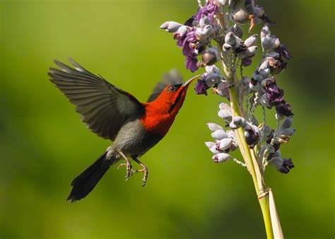crimson sunbird hovering animals pretty birds beautiful creatures