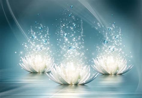 white lotus flowers sparkles spawm tapeedikoduee
