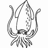 Squid Coloring Pages Clipart Printable Marine Animals sketch template