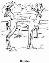 Coloring Pages Gazelle Gazelles Chile Sydney Getcolorings Getdrawings sketch template