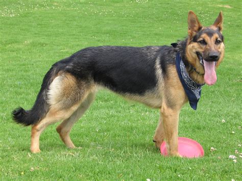 German Shepherd Lab Mix The Sheprador