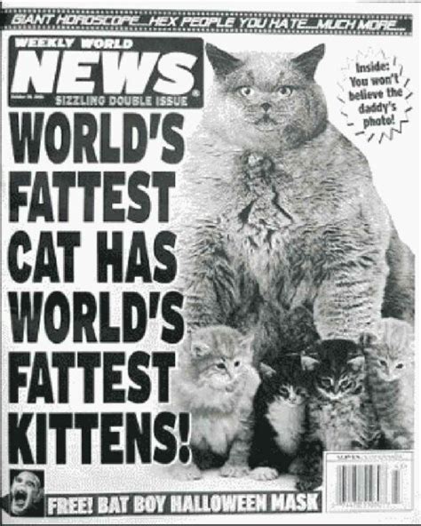 crazy tabloid headlines  cats