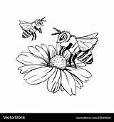 Pollination Pollinating Impollinazione Bud Chamomile Disegnata Polinizacion Freehand Illustrazione Isolato Schizzo Camomilla Penna Germoglio Vectorstock Abejas sketch template