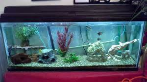 Fish Tank Pictures