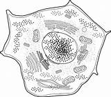 Cell Animal Outline Nucleus Body Golgi Clipart Diagram Plant Science Parts Labeled Model Organelles Coloring Structure Mitochondria Clip Size Template sketch template