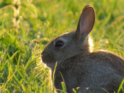 appleton wildlife diary bunnies