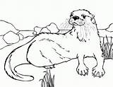 Otter Coloring Sea Drawings Library Clipart River sketch template