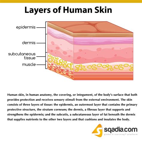 layers  human skin subcutaneous tissue skin anatomy dermatology