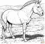 Horse Wild Coloring Pages Przewalski Printable Colouring Kids Horses Pony Color Realistic Print Breeds Przewalskis Clipart Animals Adults Mongolian Books sketch template