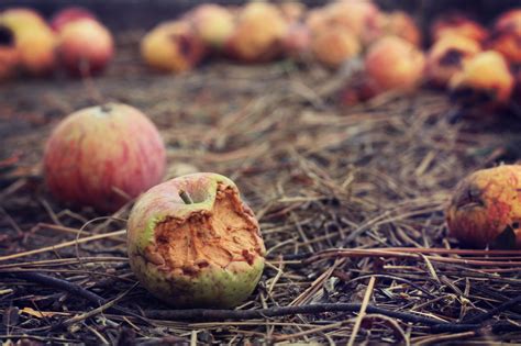 rotten apples  stock photo public domain pictures