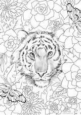 Tiger Gorgeous Favoreads Coloring sketch template