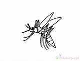Komar Mosquito Kolorowanki Pages Dla sketch template