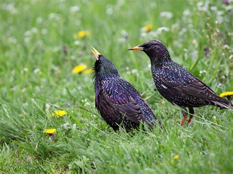 18 Species Of Blackbirds In Tennessee Pictures And Id Guide