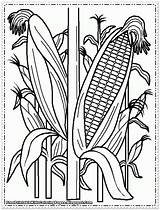 Coloring Corn Printable Pages Popular Kids sketch template