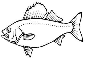 fish fin coloring page bring   smiles fish fin fish coloring pages