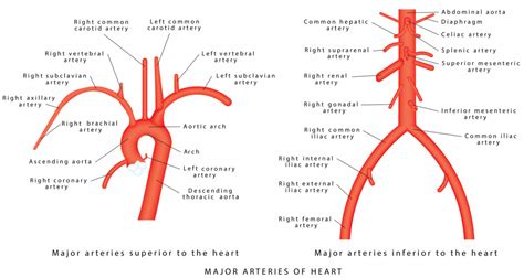 abdominal aorta   branches