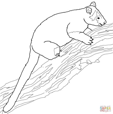 wallaby coloring pages