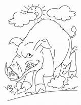 Wild Coloring Boar Pages Pig Anguish Drawing Getcolorings Getdrawings Print Color Colorings sketch template
