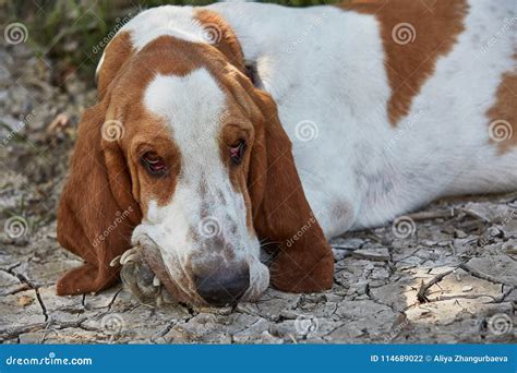 sad basset hound lies   ground stock photo image  portrait