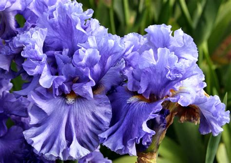 world  irises talking irises  blue iris garden planting