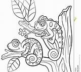 Chameleon Lizard sketch template