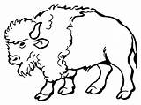 Buffalo Coloring Pages Kids Printable Getcolorings Print sketch template
