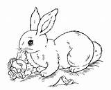 Rabbit Coloring Pages Kids Print Printable Beautiful Justcolor Children sketch template