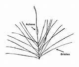 Typha Latifolia Drawing Tumbleweed Cattail Getdrawings Seed Tail Cat Broad Leaved Typhaceae Botany Copyright Go sketch template