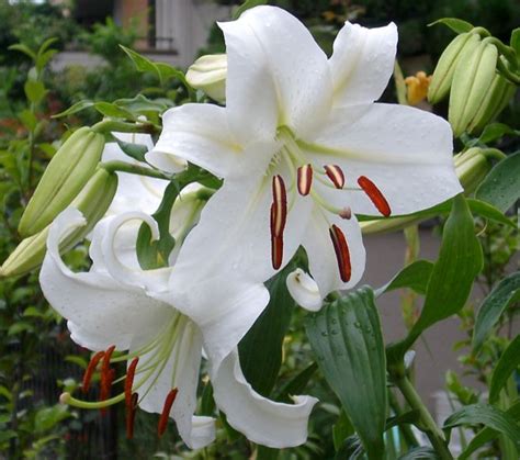 flowers lover blog lily legends