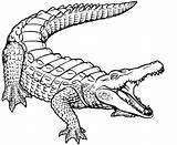 Crocodile Coloriages Colorier sketch template