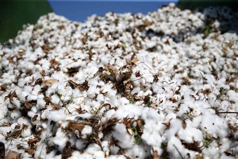 edible cotton  exists      big effect  world hunger vox