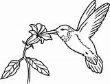 Hummingbird Designlooter sketch template