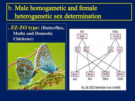 Types Of Sex Determination — Lesson Science State Board Class 10