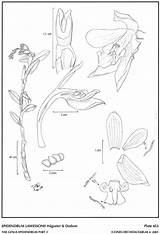 Epidendrum Dodson Amo Andean Subgroup Herbaria Hágsater Jimenez 2001 Drawing Type Website Group sketch template