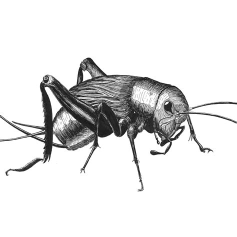 im drawing insects  inktober  thought