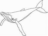 Humpback Baleia Colorir Baleias Imprimir Mammals Effortfulg Designlooter Coloriage Coloring sketch template