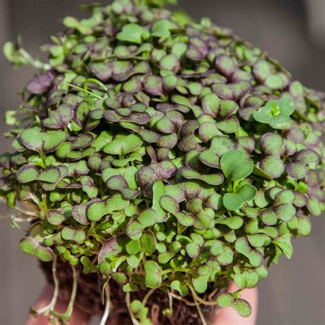 mustard red giant microgreens seeds